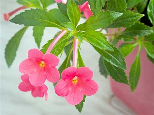 Оптимальная