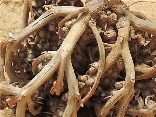 Косметологическое