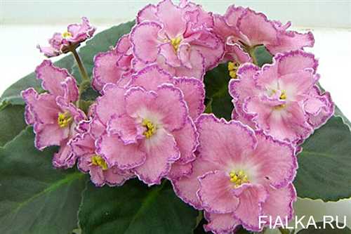 Размножение