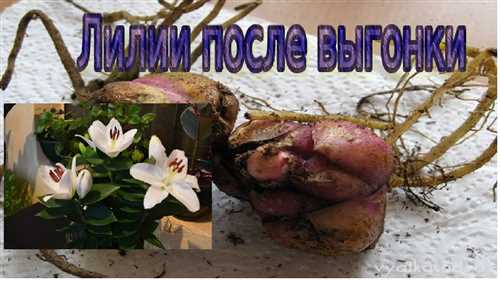 Использование