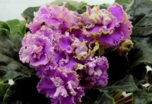 Температура