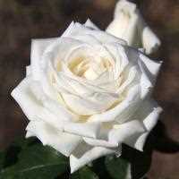 Размножение