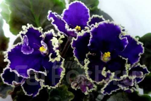 Креольская