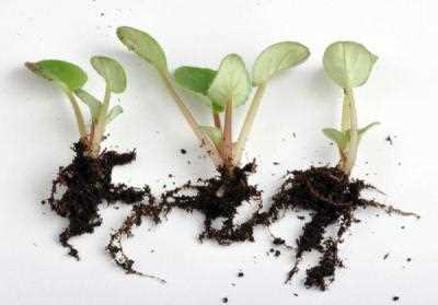 Подготовка