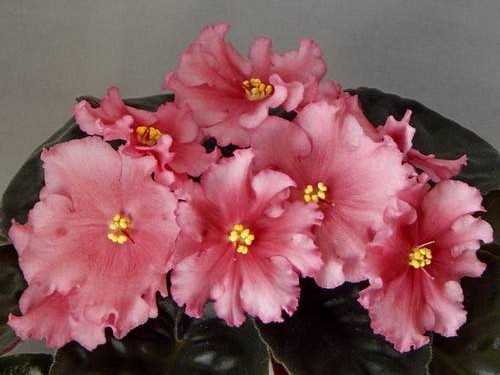 Особенности