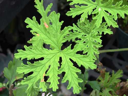 Особенности