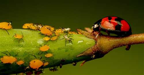 Использование