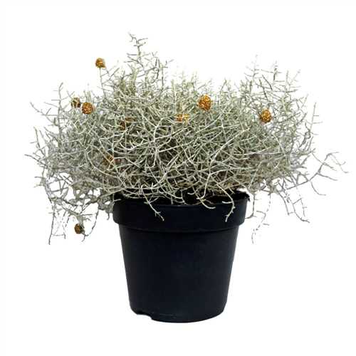 Распространение