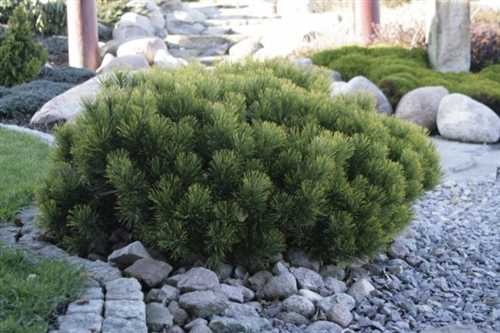 Совместные