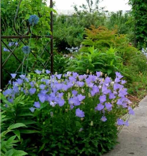 Опрыскивание