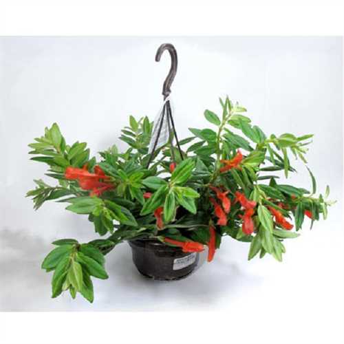 Размножение