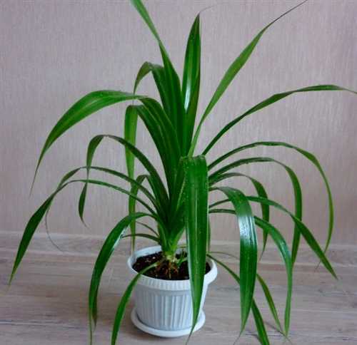 Особенности