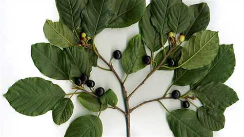 Противопоказания