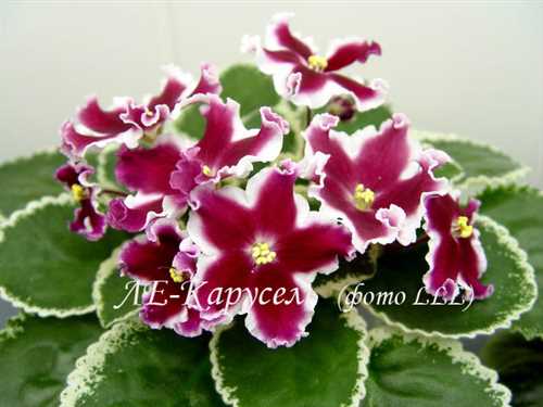 undefinedПреимущества