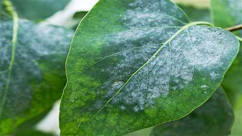 Распространение