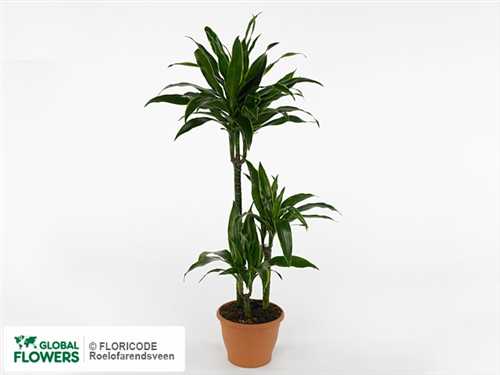 Дартекротон