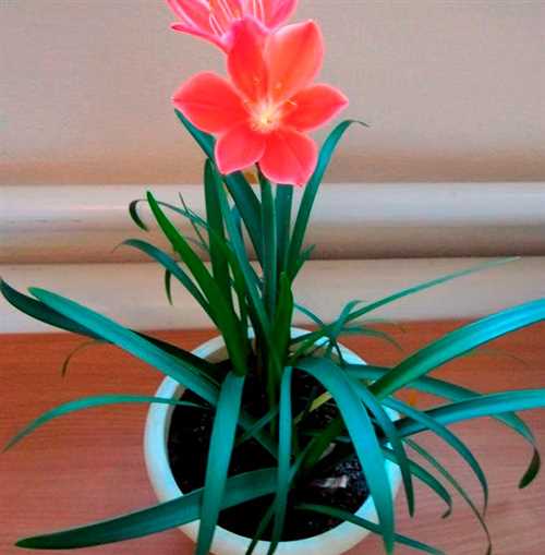 Температурный