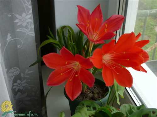 Оптимальная