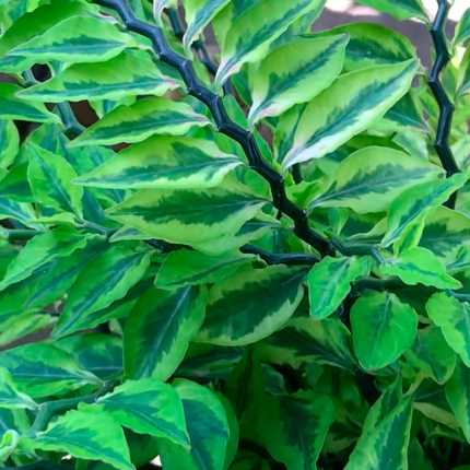 Размножение