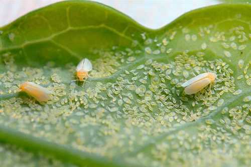 Неподходящая