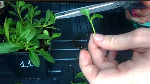 Размножение