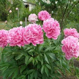 Разновидности