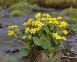 Маскировка