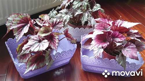 Опрыскивание