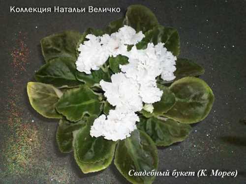 Регулярная