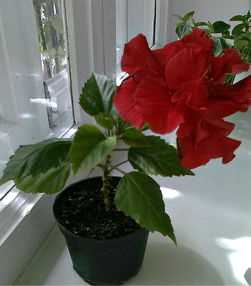 Гибискус против китайской розы — какой цветок выбрать для своего сада