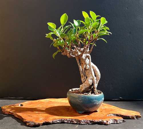 Фикус ретуза — особенности растения, правила ухода и подбор условий содержания